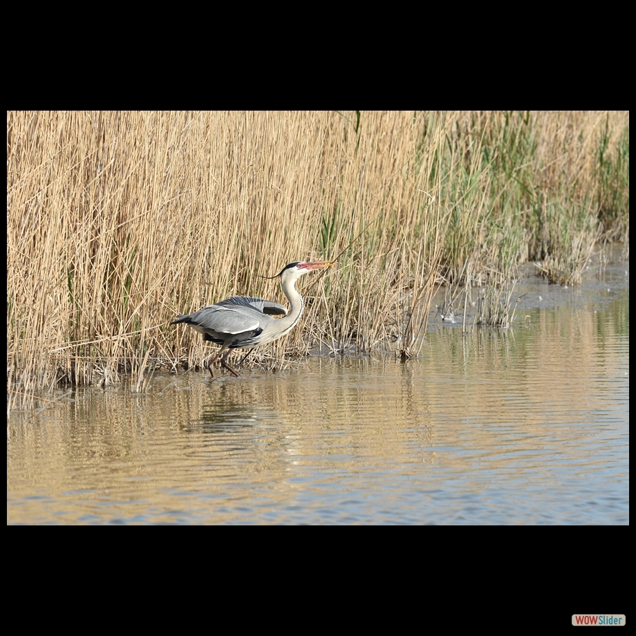 dsc_7234_a