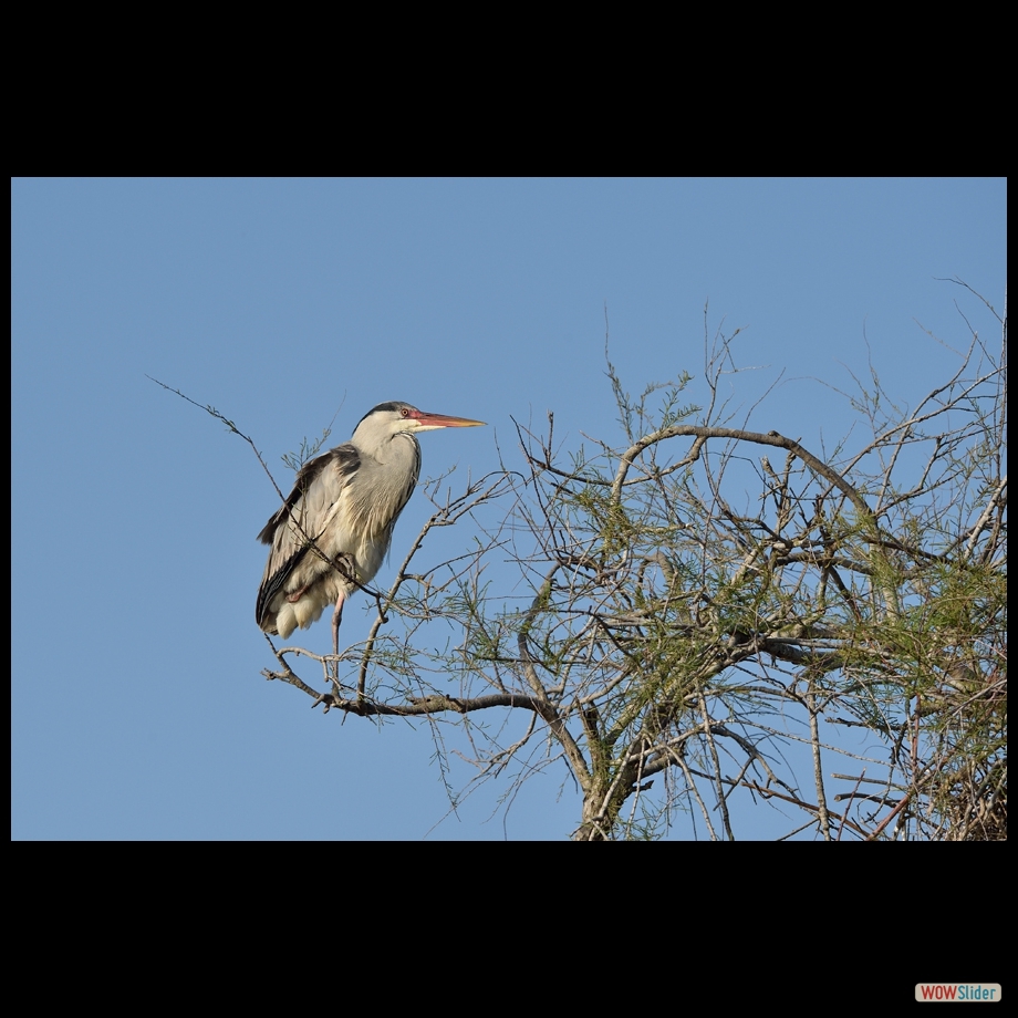 dsc_7275_a