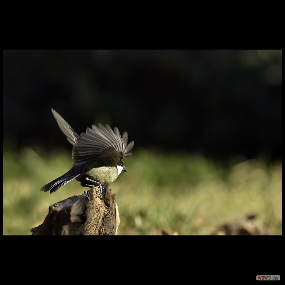 _DSC3859 1 ab