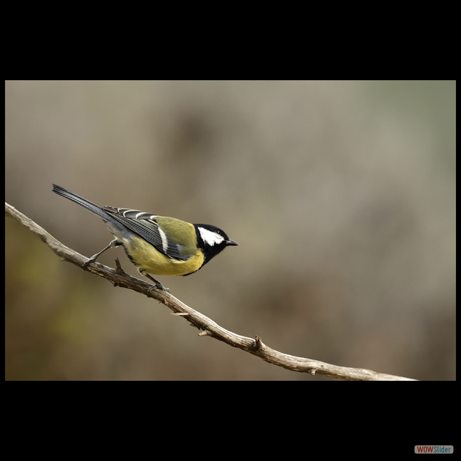 _DSC3927 a