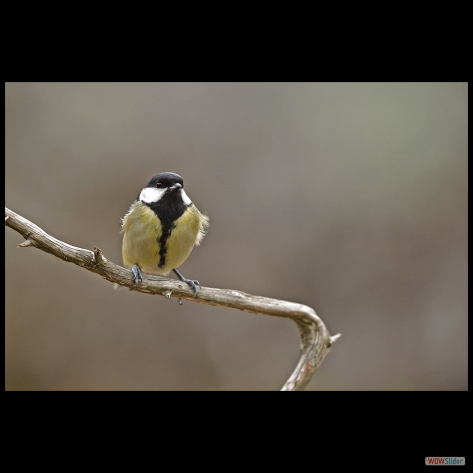 _DSC3958 a