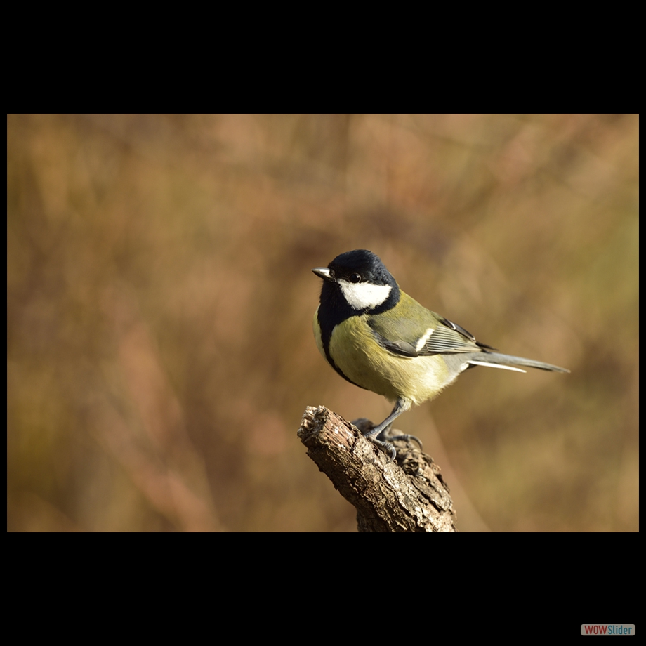 _DSC3979 a