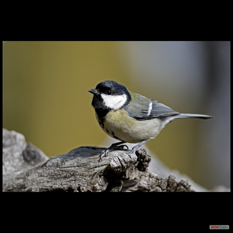_DSC7640 a