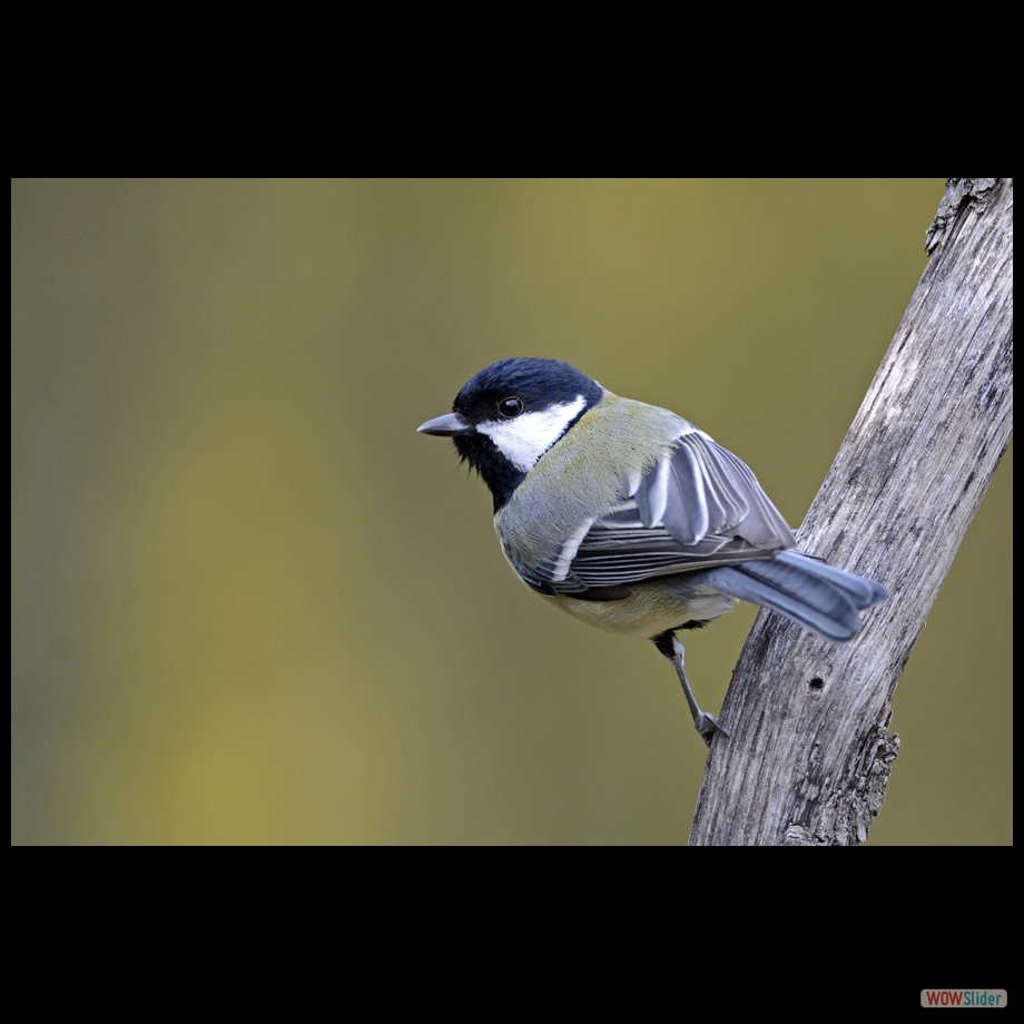 _DSC7747 a