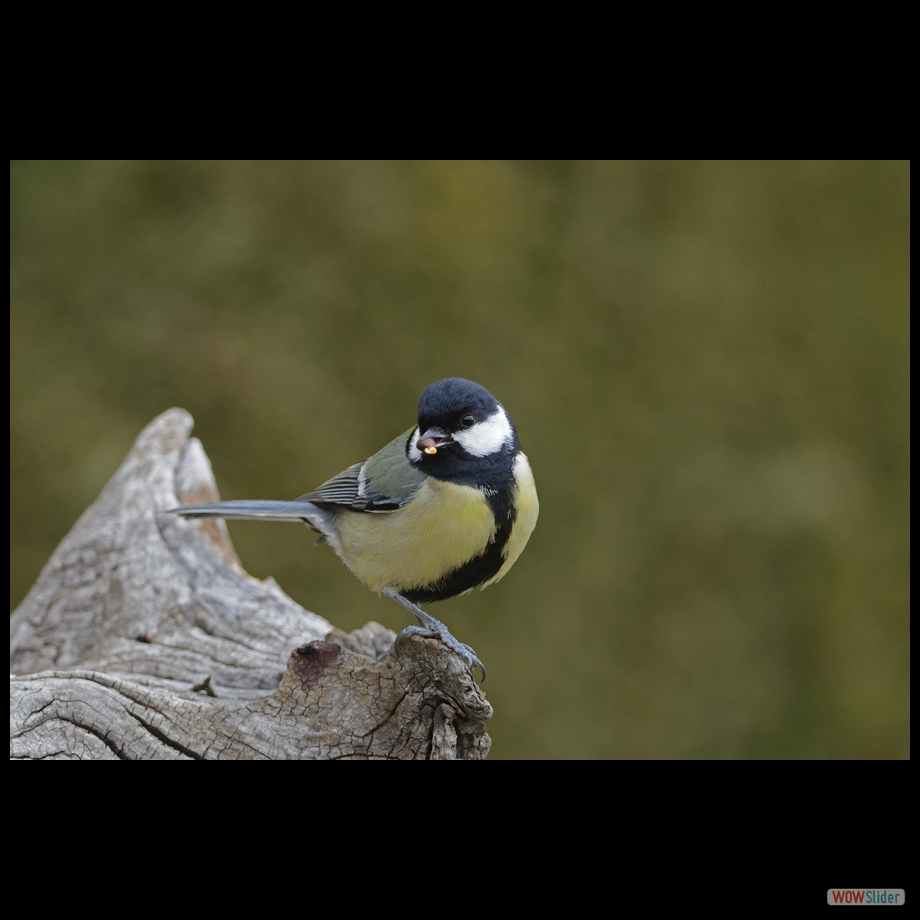 _DSC7770 a
