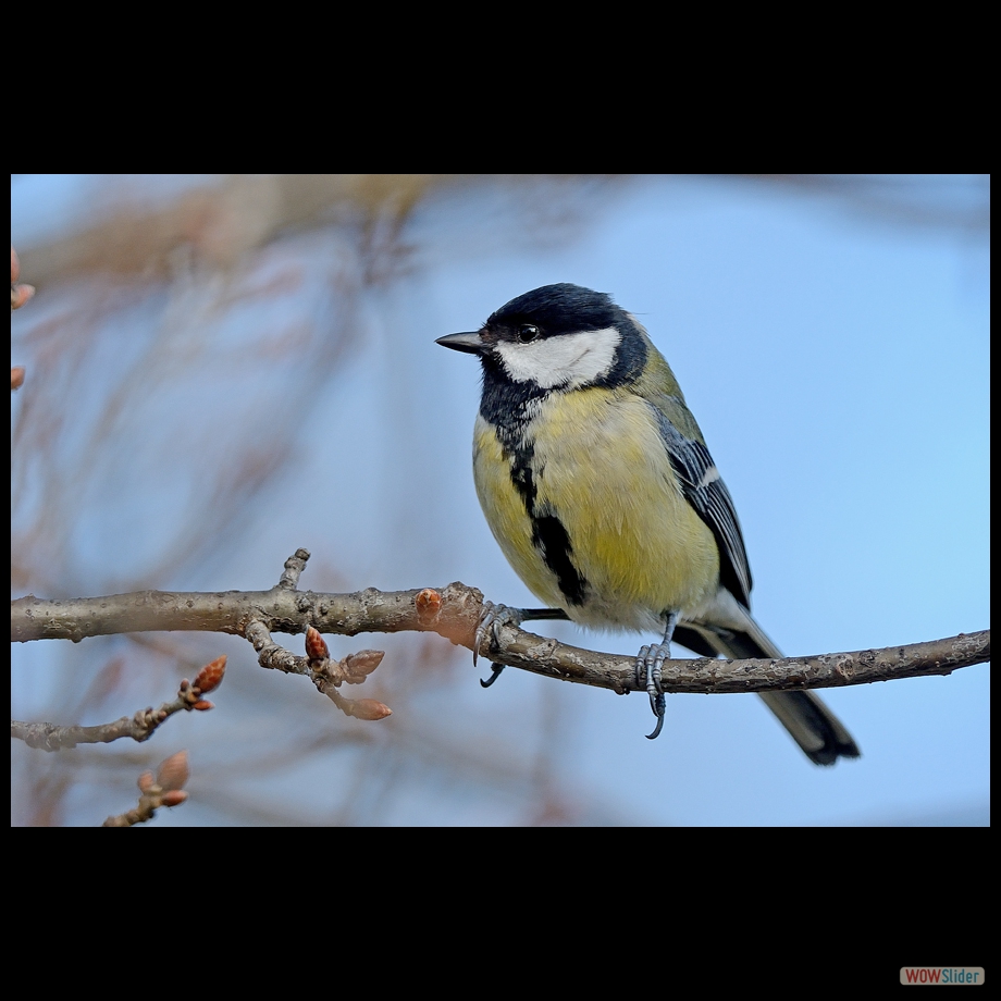 DSC_6042a