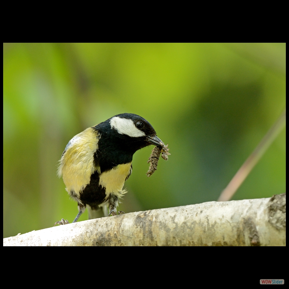 DSC_8184 a a