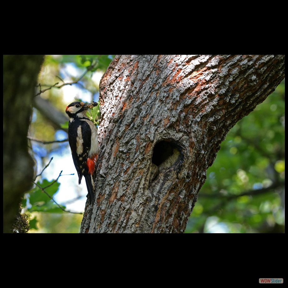 DSC_9561 a