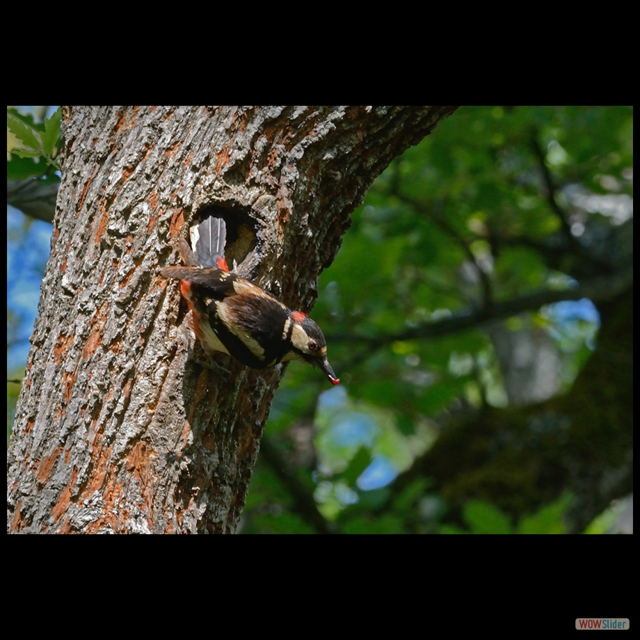 DSC_9595 a