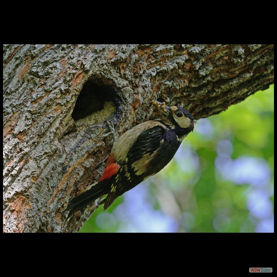 DSC_9615 a
