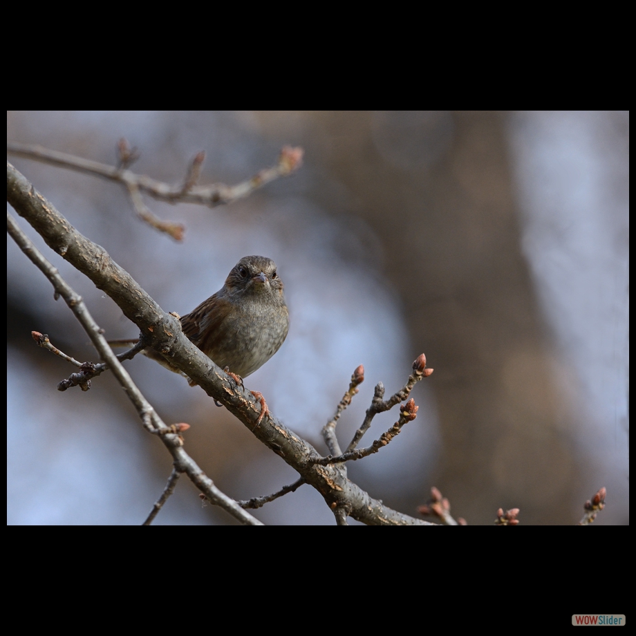 DSC_4563 a