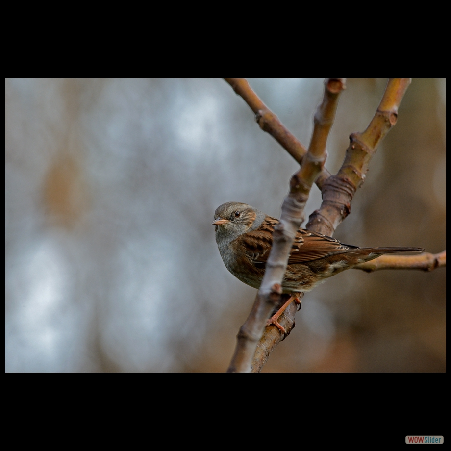 DSC_4694 a