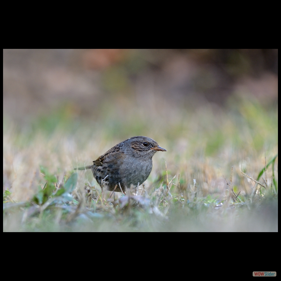 DSC_5304 a