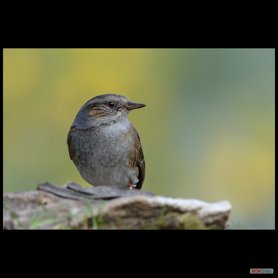 DSC_6468 a