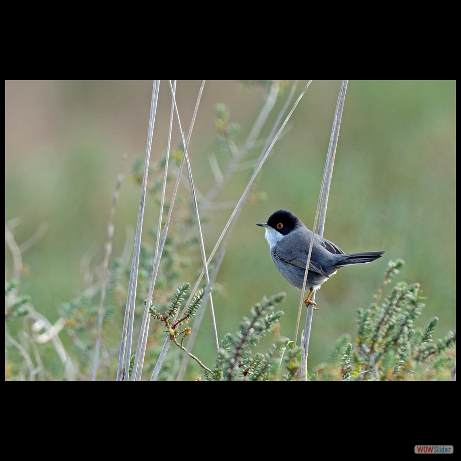 DSC_6216 a a