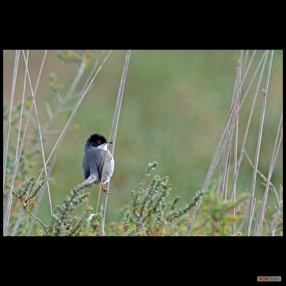 DSC_6218 a a