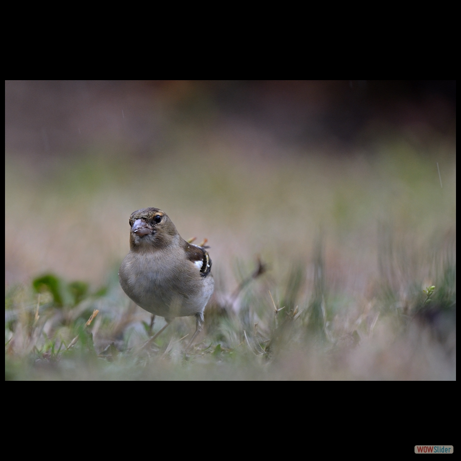 DSC_5277 a a