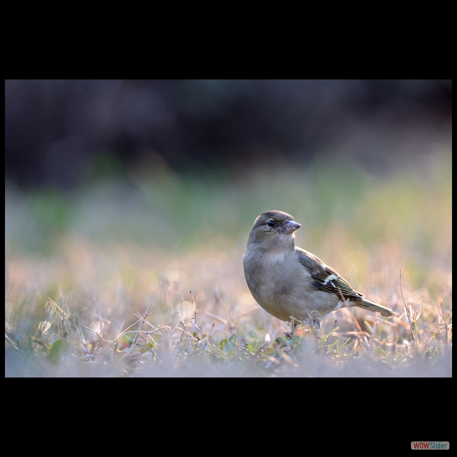 DSC_5314 a  a