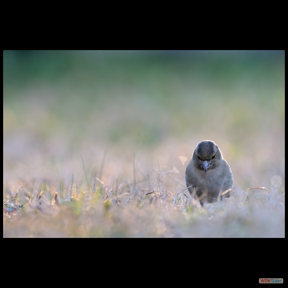 DSC_5331 a a a