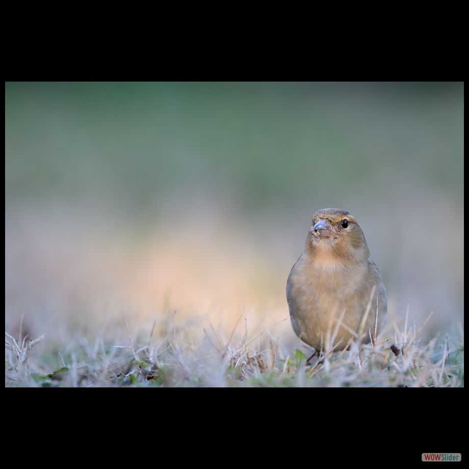DSC_5373 a
