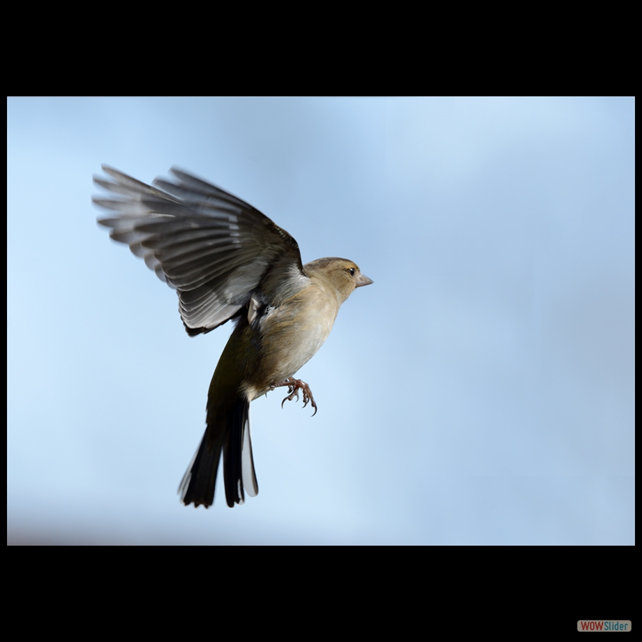 DSC_6040 a