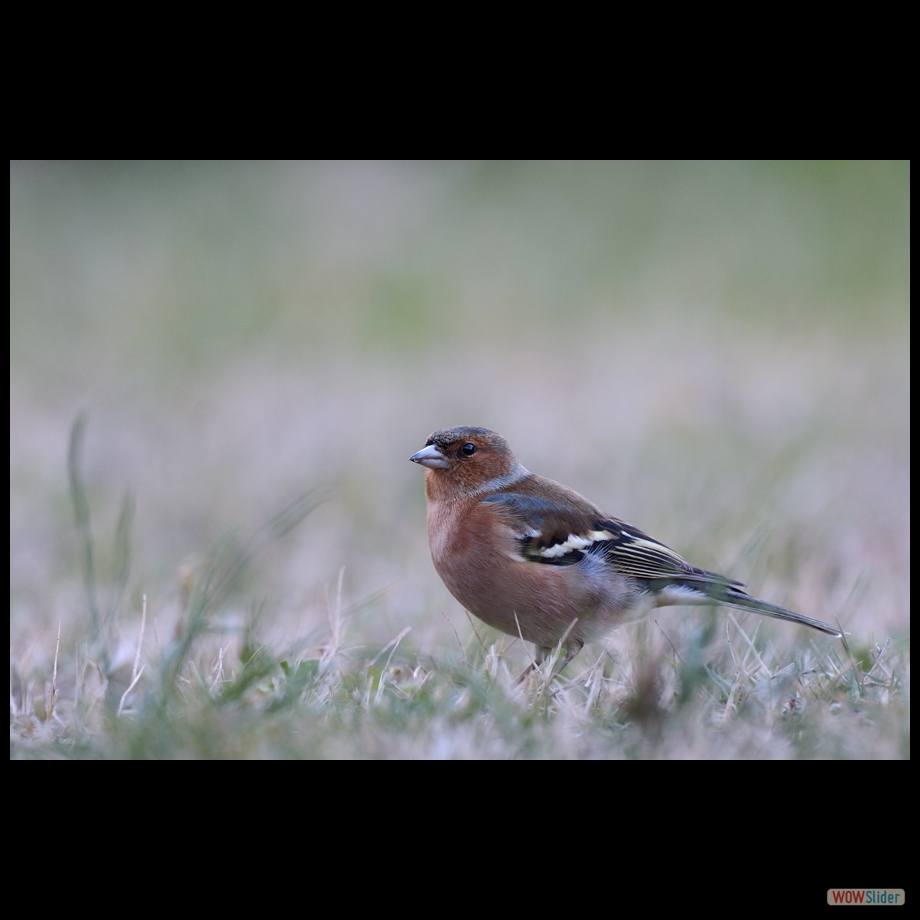 DSC_6402 a