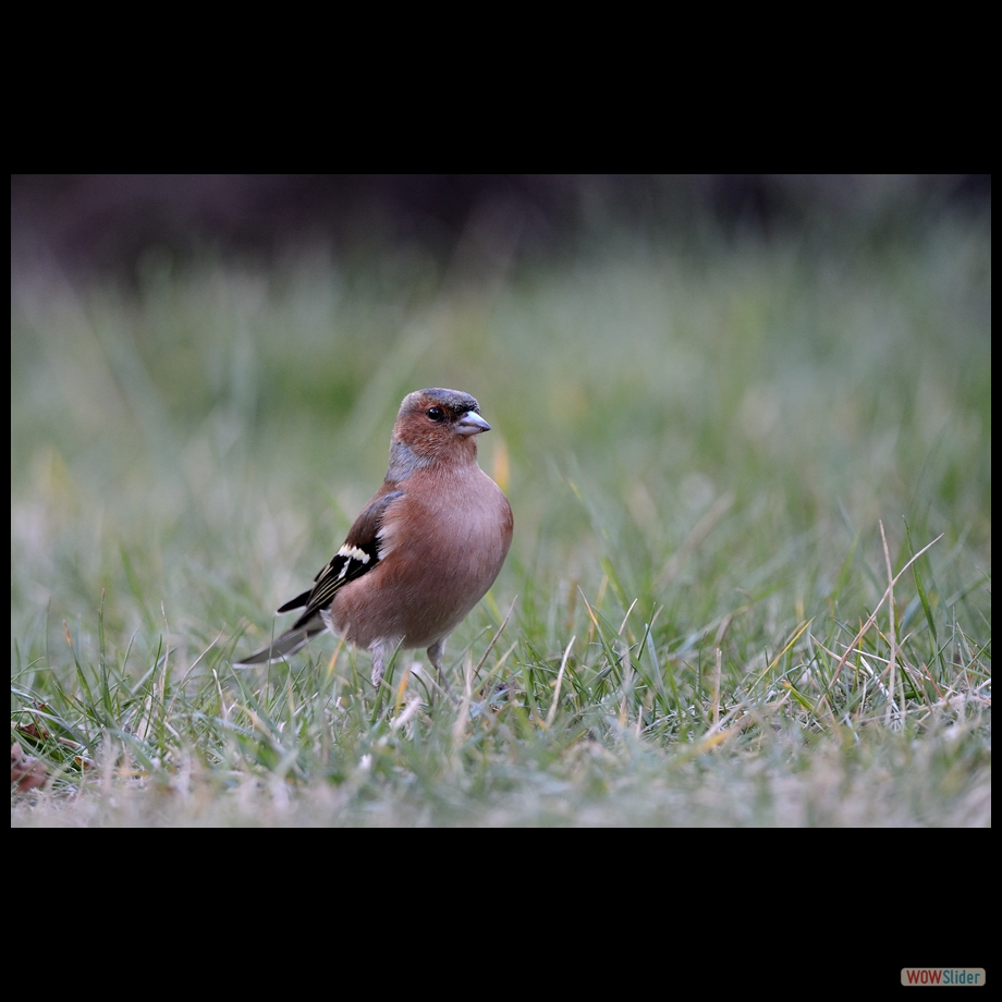 DSC_6403 a