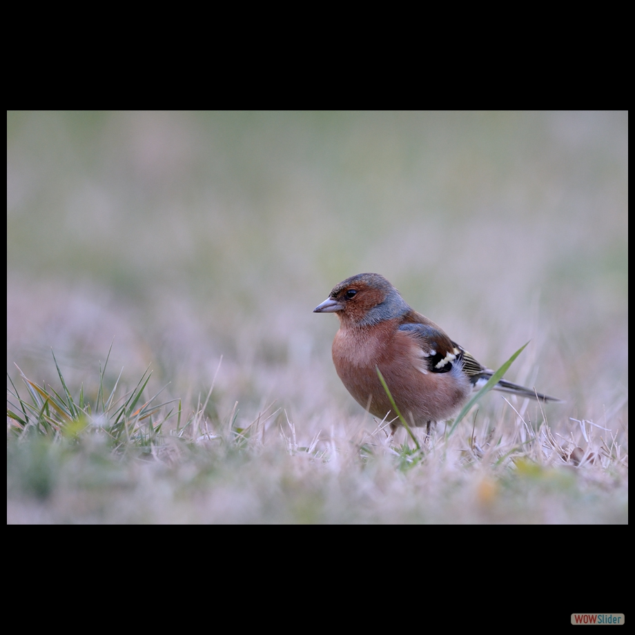DSC_6407 a