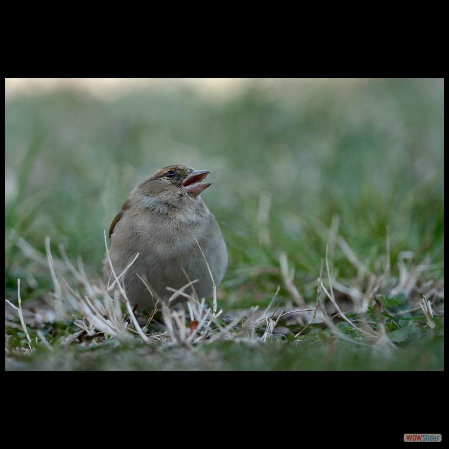 DSC_6666 a