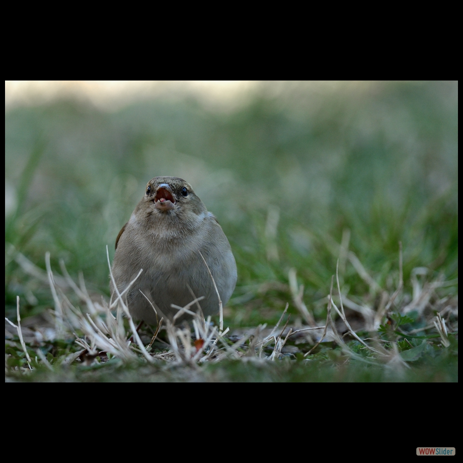 DSC_6667 a