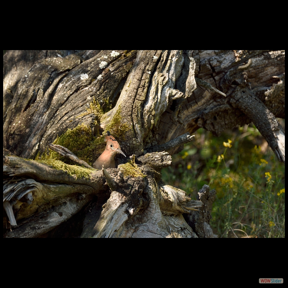 DSC_4521 a