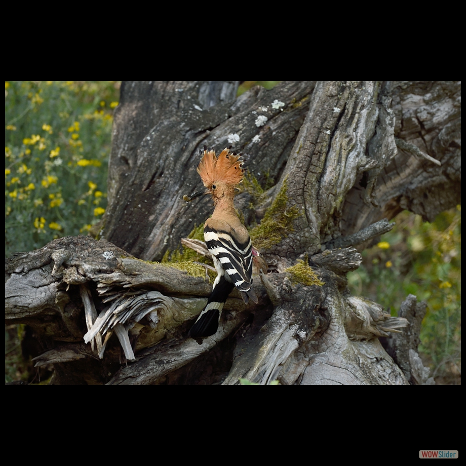 DSC_4708 a a