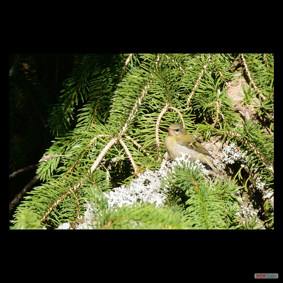 DSC_0325 a