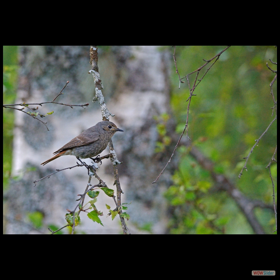 DSC_0246 a