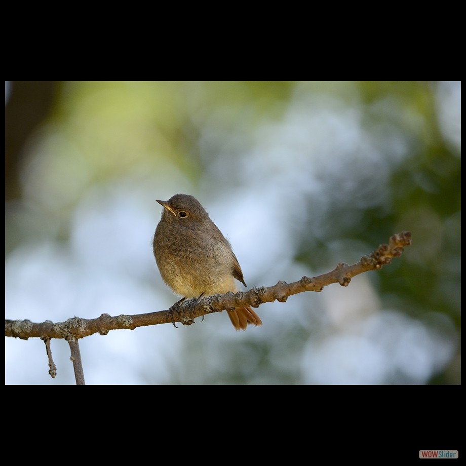 DSC_1332 a