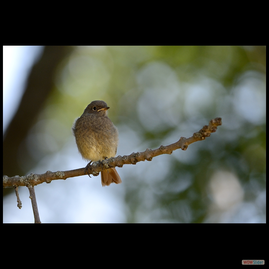 DSC_1333 a