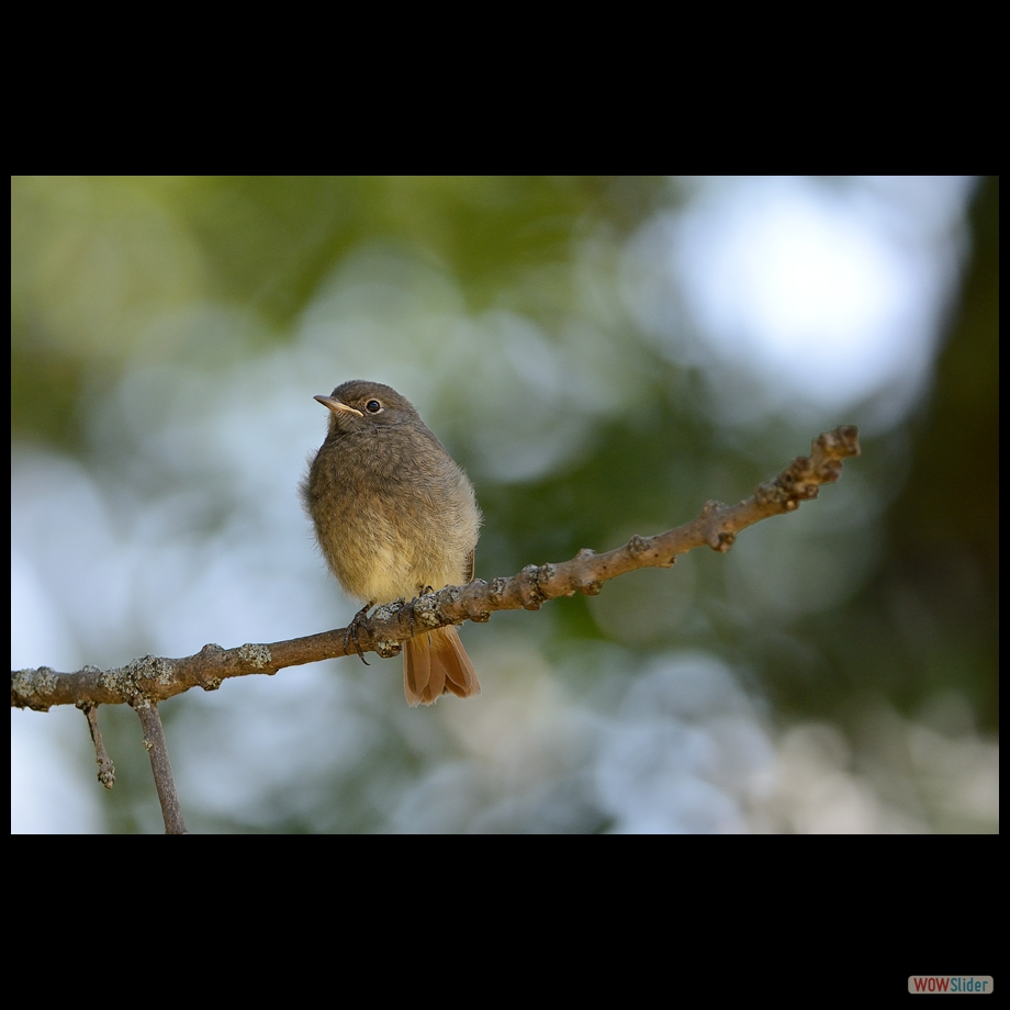 DSC_1334 a