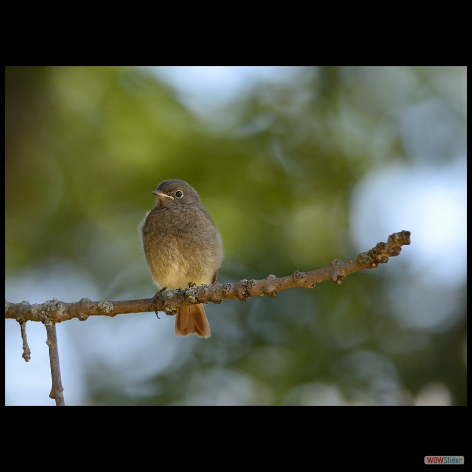 DSC_1336 a