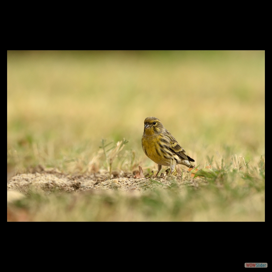 DSC_2035 a