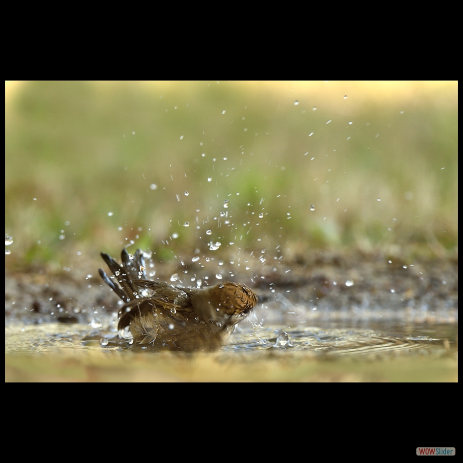 DSC_2164 a a