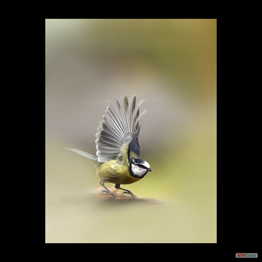 _DSC3775 a ab b b r r