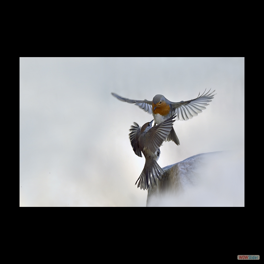 _DSC4663 a a b