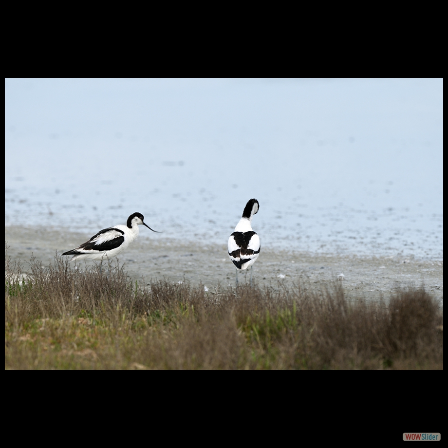DSC_5498 a