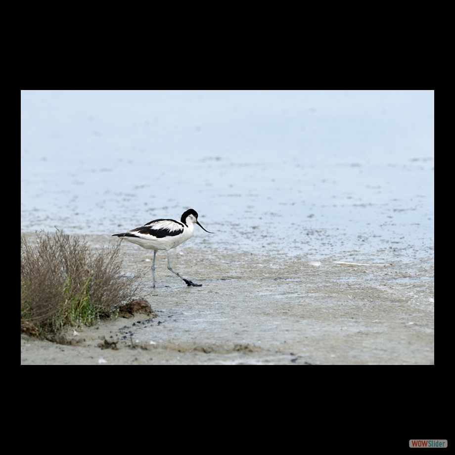 DSC_5506 a