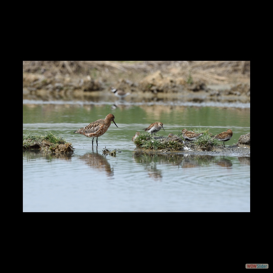 DSC_5485 a