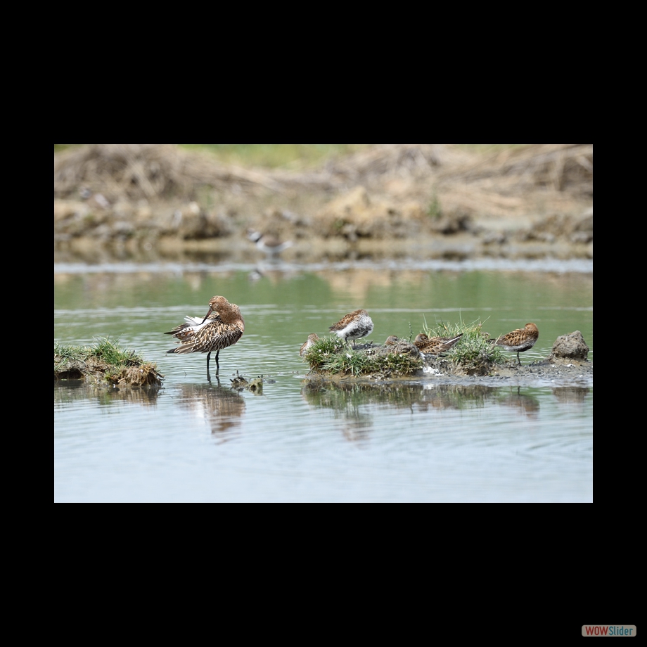 DSC_5486 a