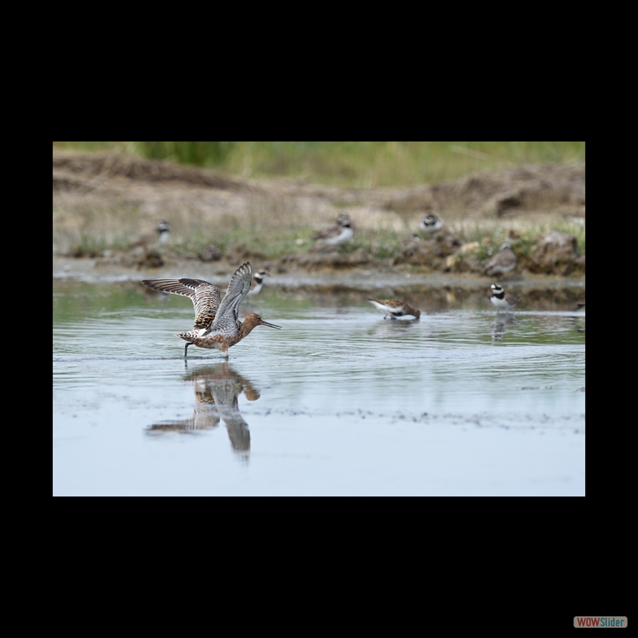 DSC_5491 a