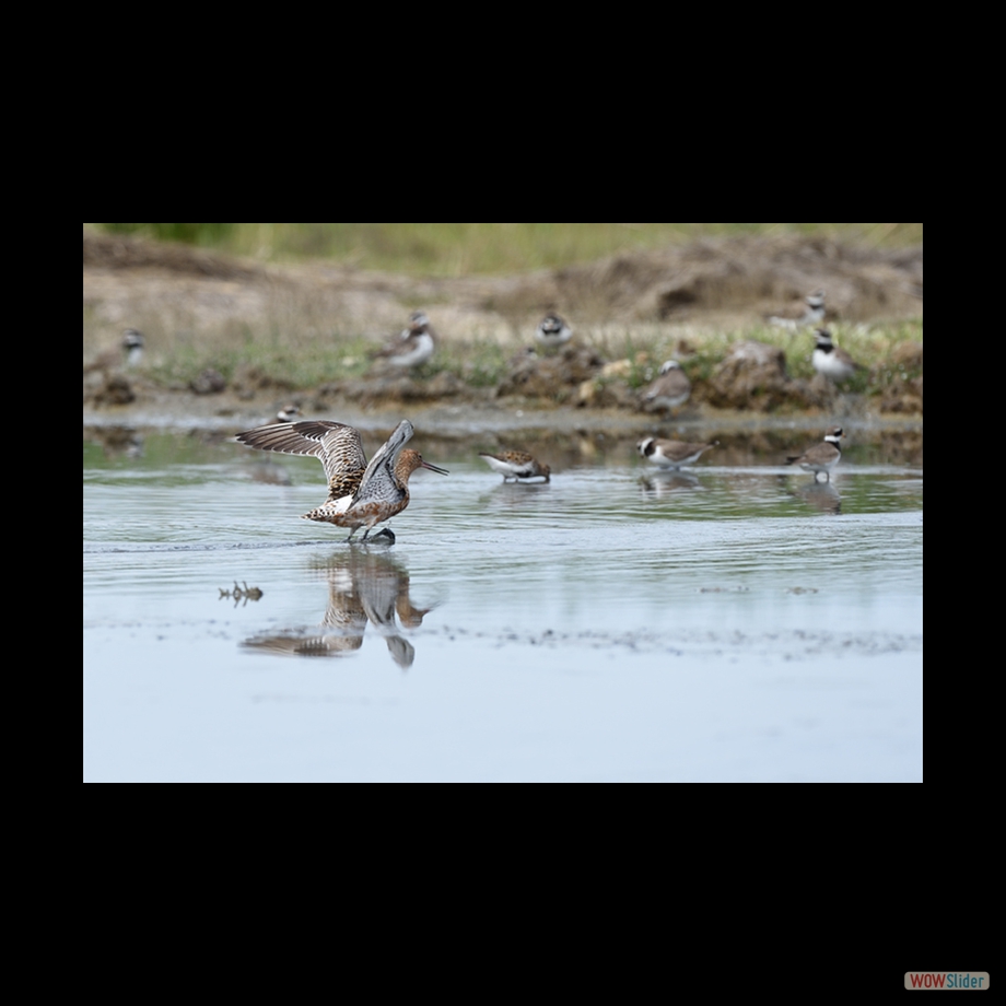 DSC_5492 a
