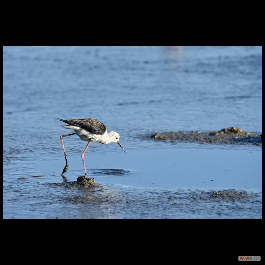 DSC_4715 a