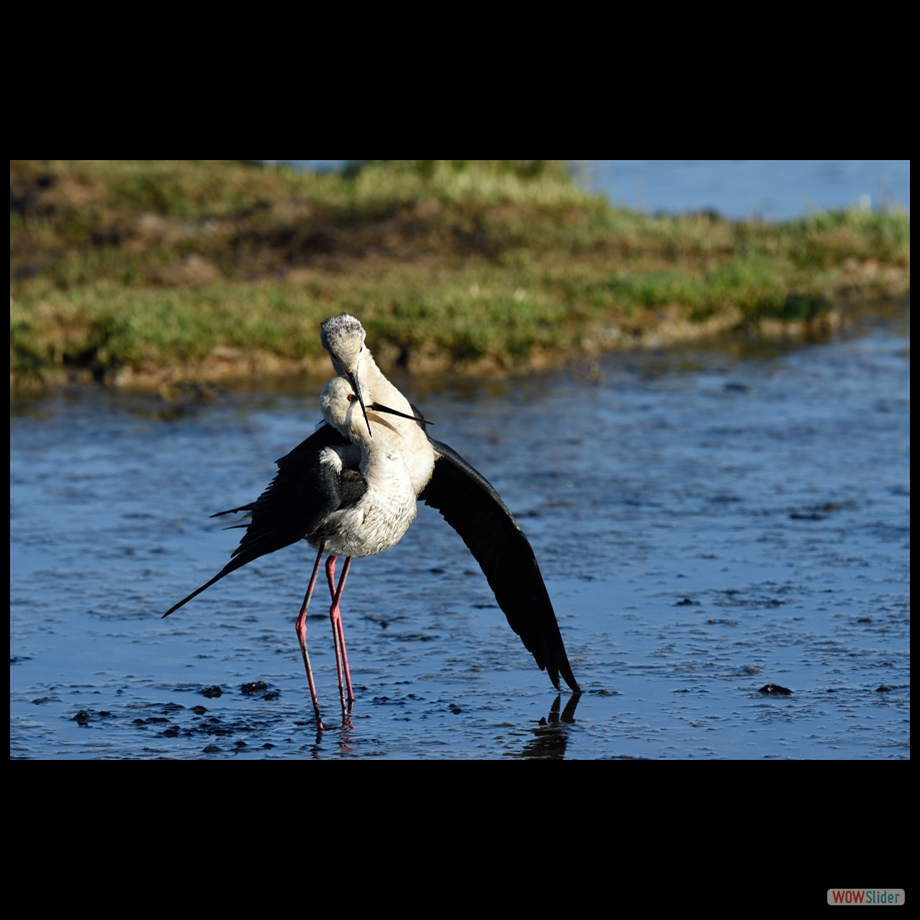 DSC_4732 a